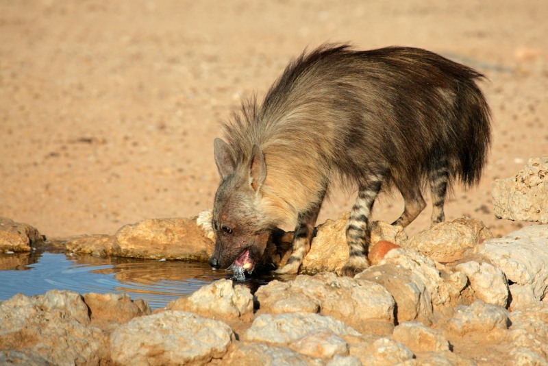 Brown Hyena