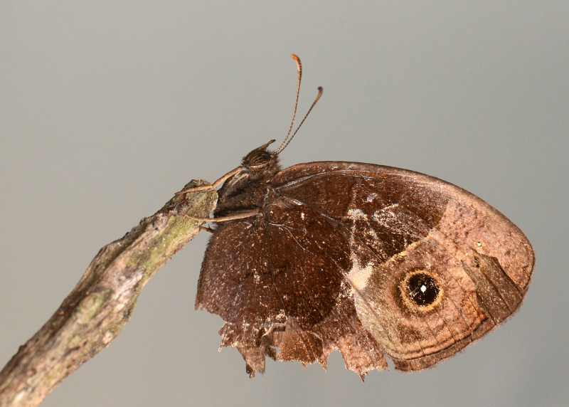 Common Bush Brown