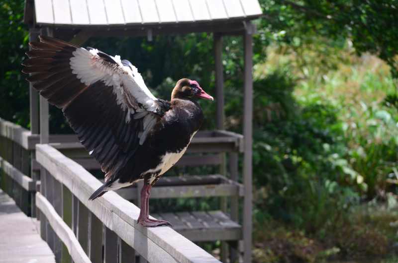 A Spur-winged Goose on the bridge at Amanzimtoti Bird Sanctuary