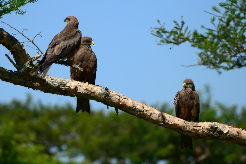 Yellow-billed Kites at Albert Falls Dam