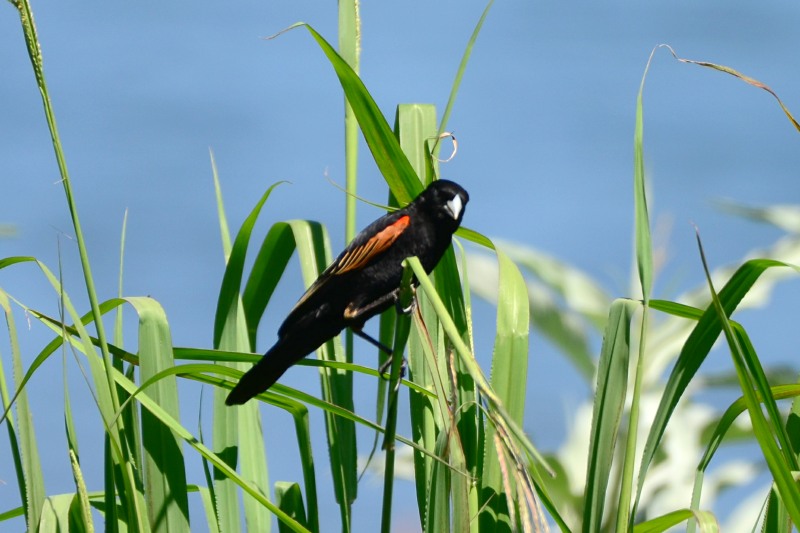 Fan-tailed Widow