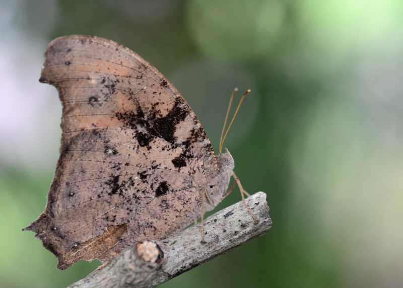 Twilight Brown butterfly