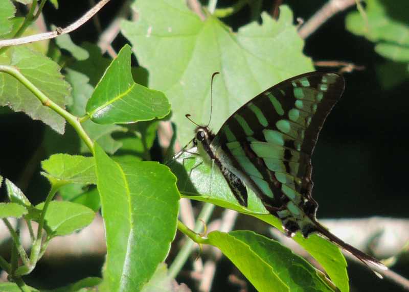 Small Striped Swordtail butterfly