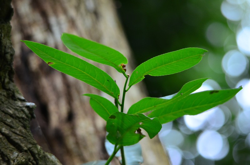 The leaves