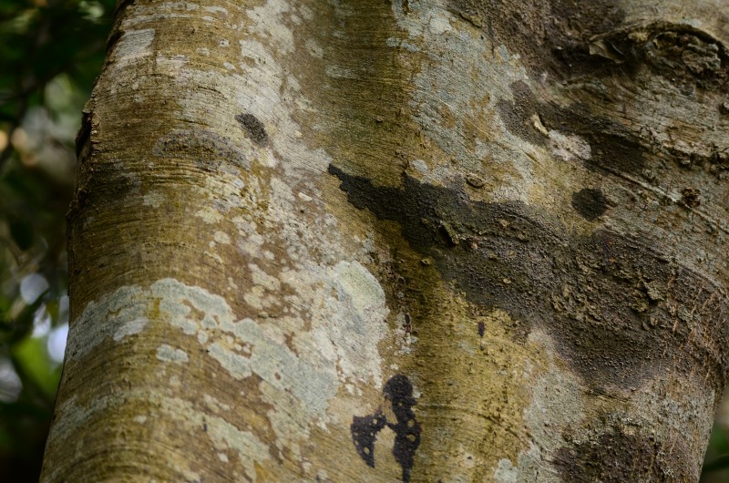 Bark of the White Pear Tree