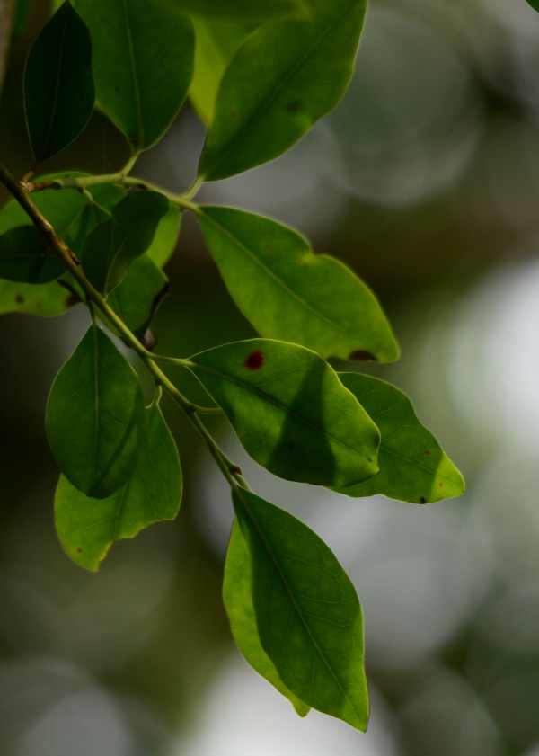 Leaves of the White Pear Tree