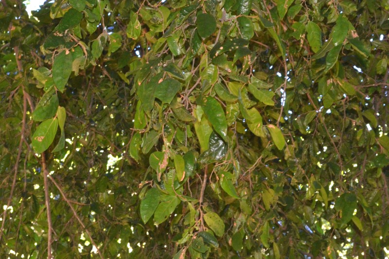 Natal White Stinkwood leaves