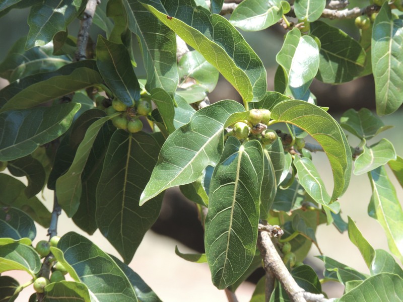 Leaves and fruit of the Red-leaved Rock Fig