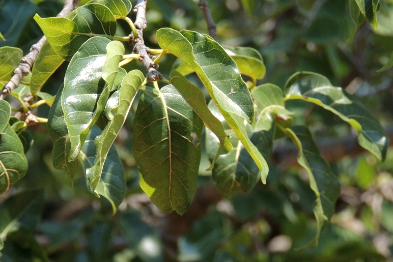 Leaves