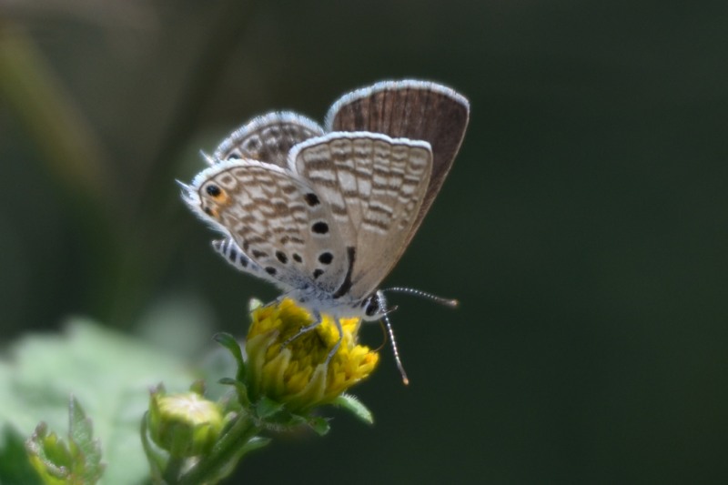 Black-striped Hairtail