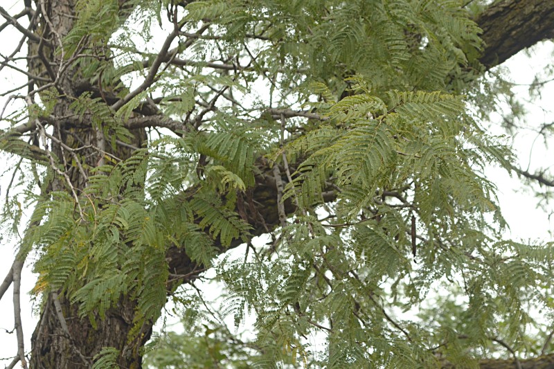 Leaves of the Common Hook Thorn tree