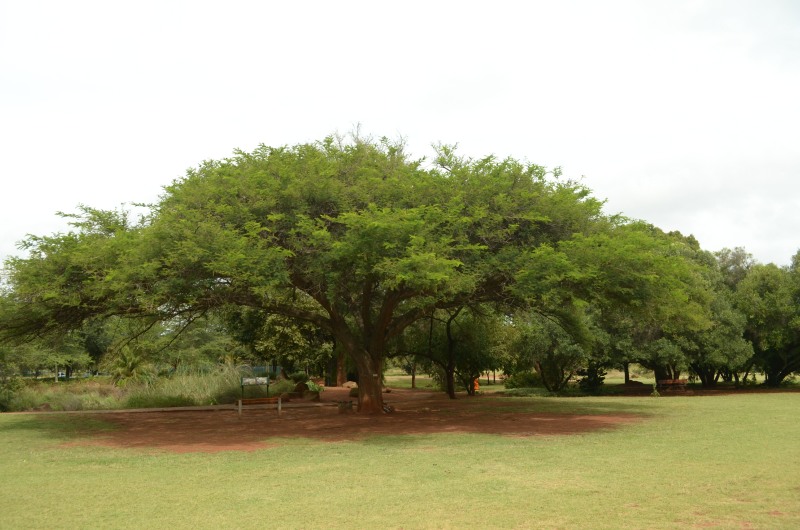 Paperbark Thorn