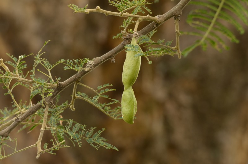 Seedpods