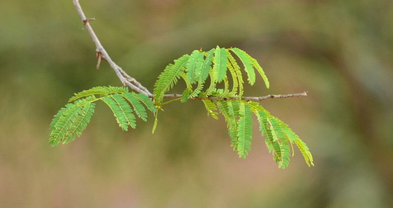 Leaves of the Mountain False-thorn