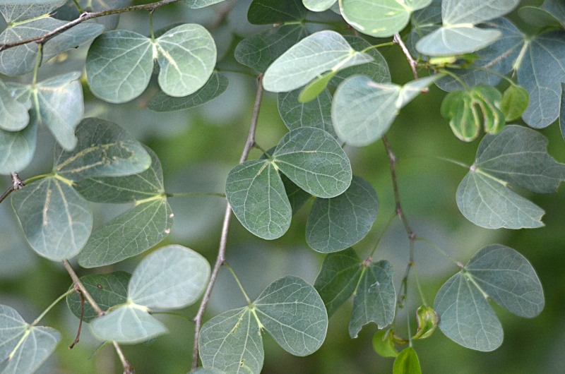 Leaves of the Yellow Bell Orchid Tree