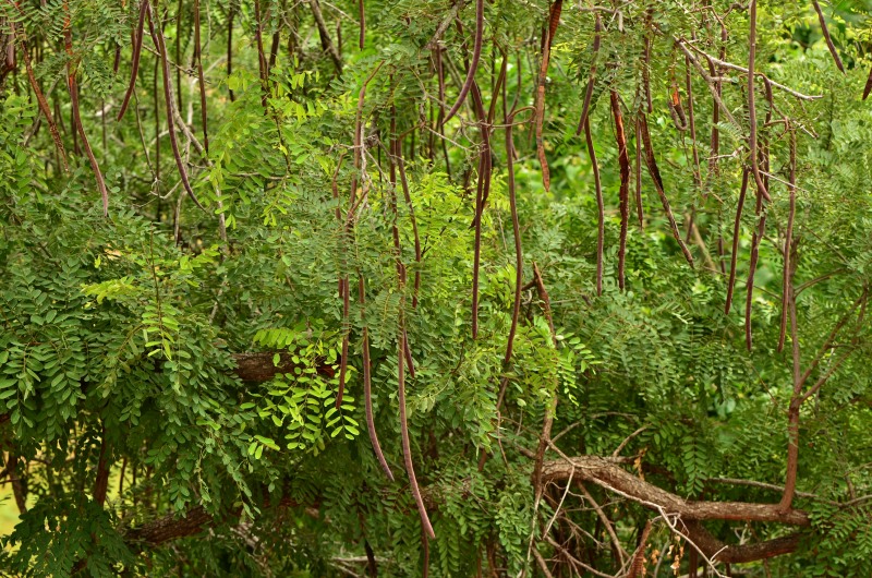 Seed-pods of the Sjambok Pod