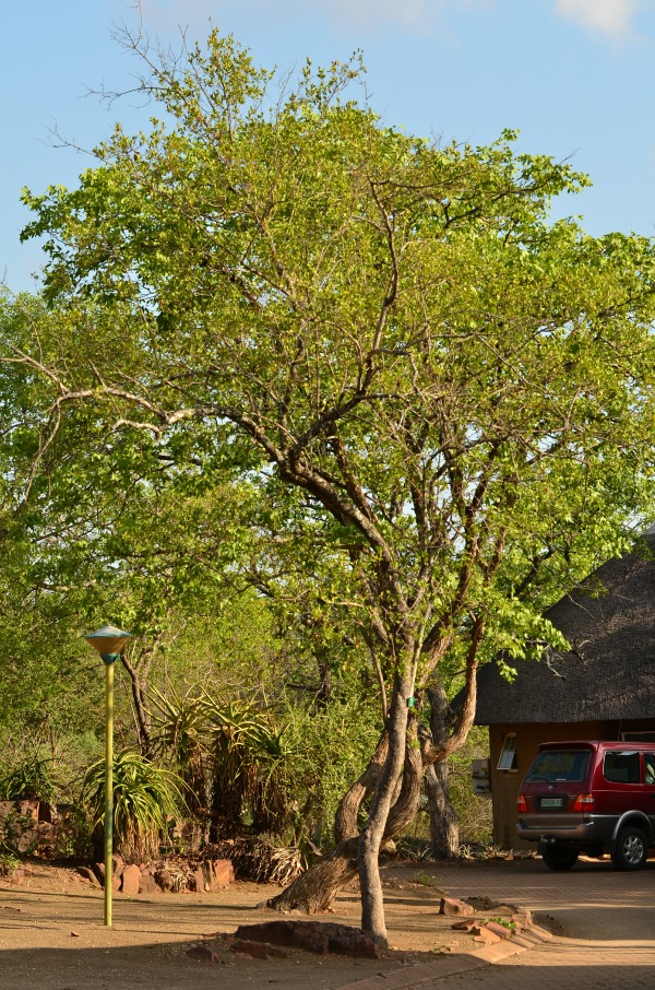 Red Bushwillow tree in Kruger National Park