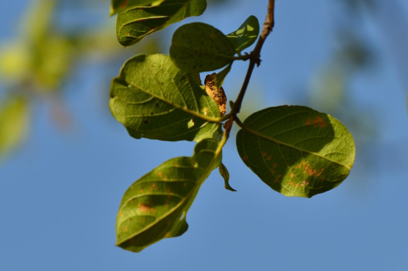 Leaves