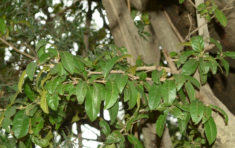 Leaves of the Forest Bush Willow