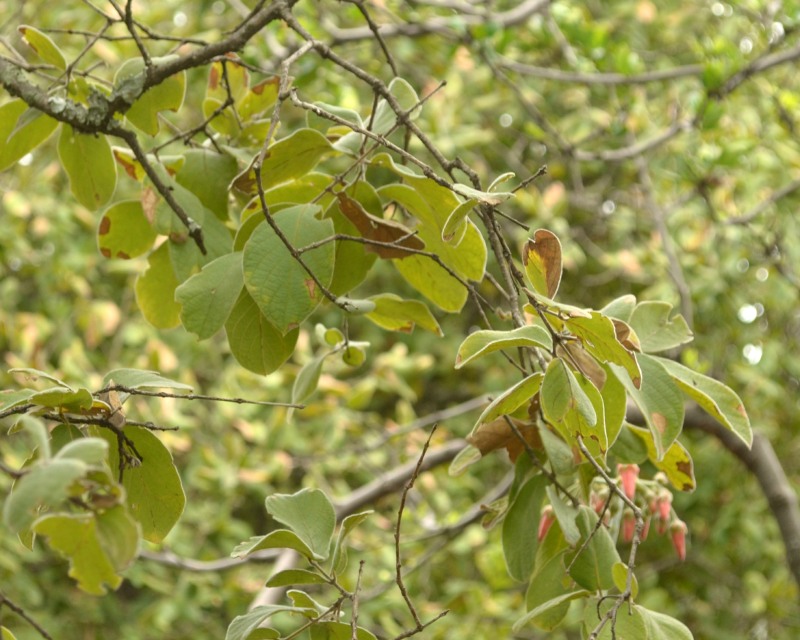 Velvet Bushwillow