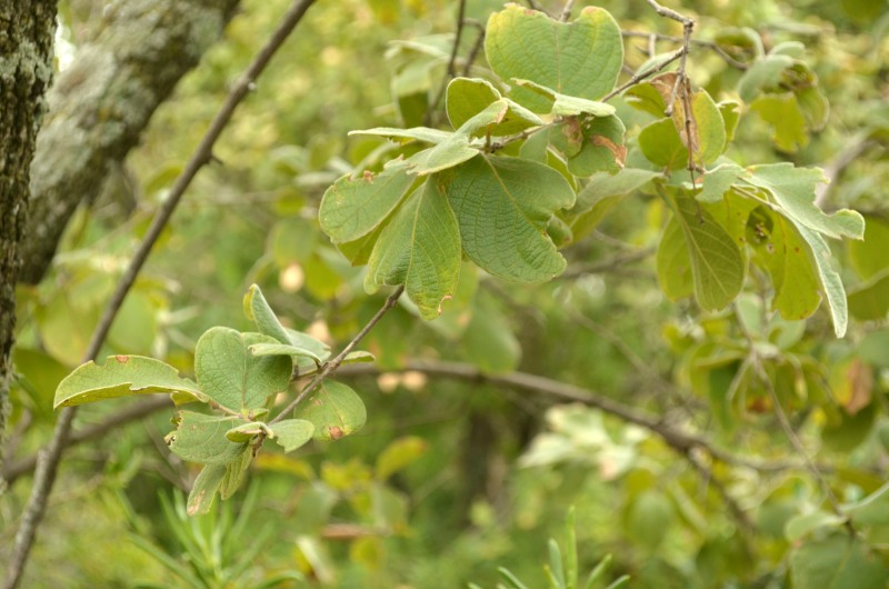 Velvet Bushwillow