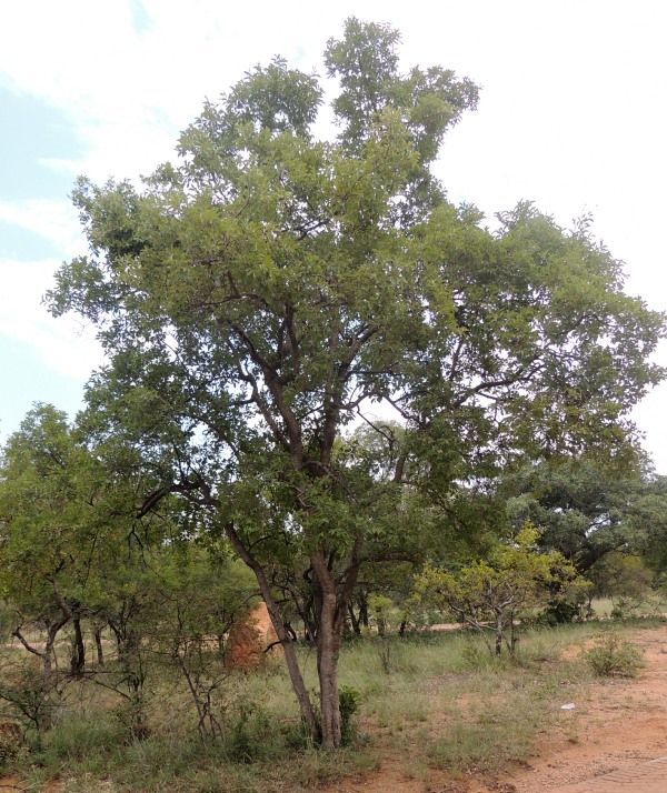 Large-fruited Bushwillow