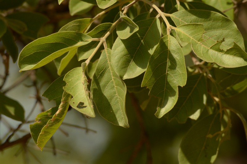 Leaves of the Large-fruited Bushwillow