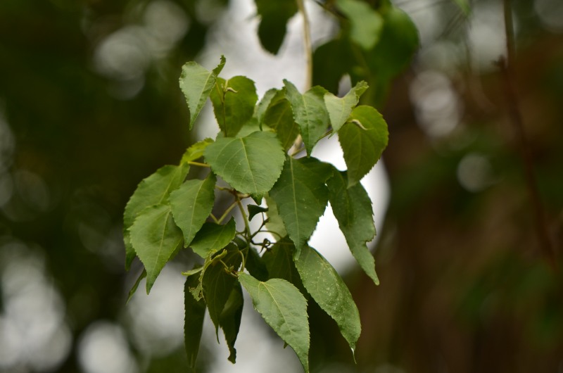 Leaves of Croton megalobotrys