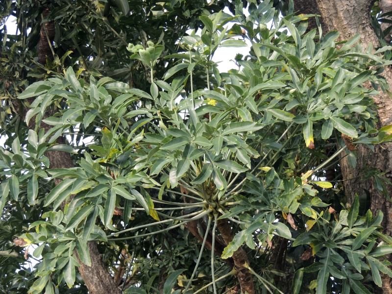 Leaves of the Mountain Cabbage Tree