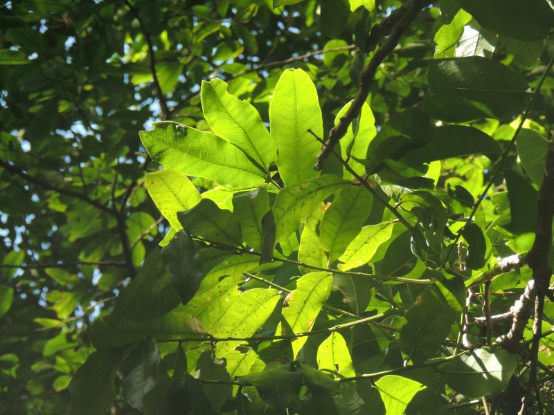 Leaves of the Dune Soap-berry