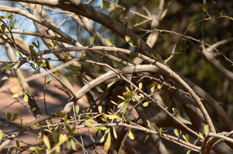 Branches of a Puzzle Bush