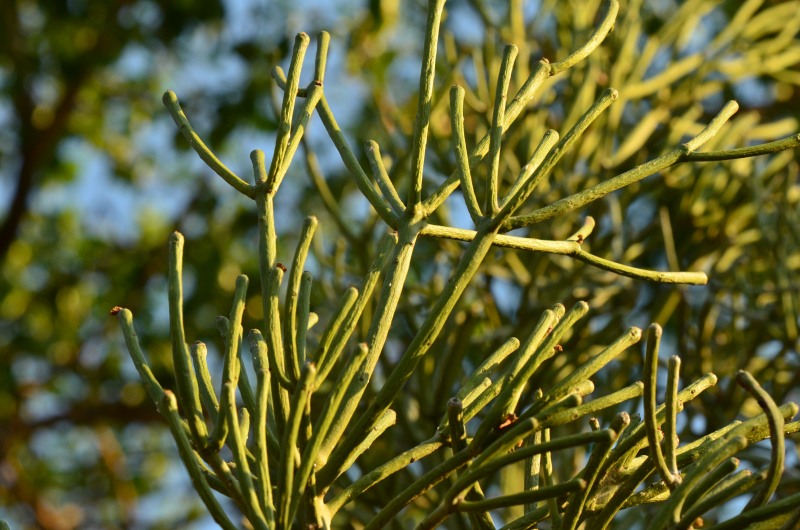 Branches of the Rubber-hedge Euphorbia