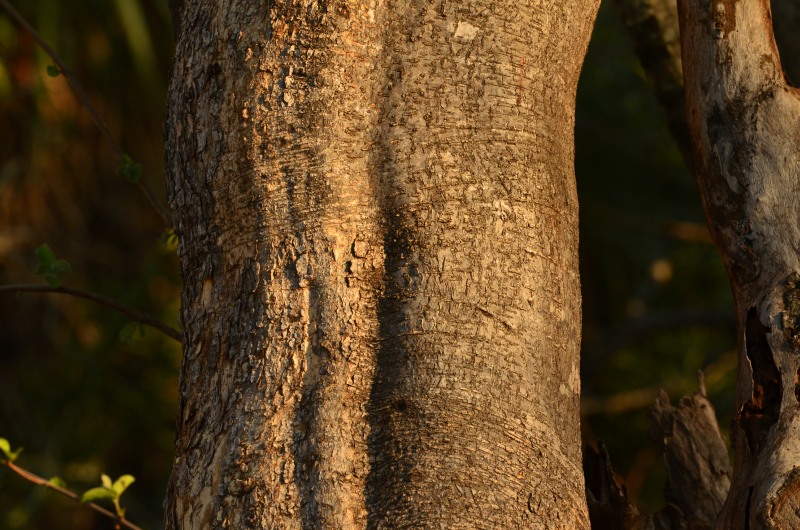 Bark of Euphorbia tirucalli