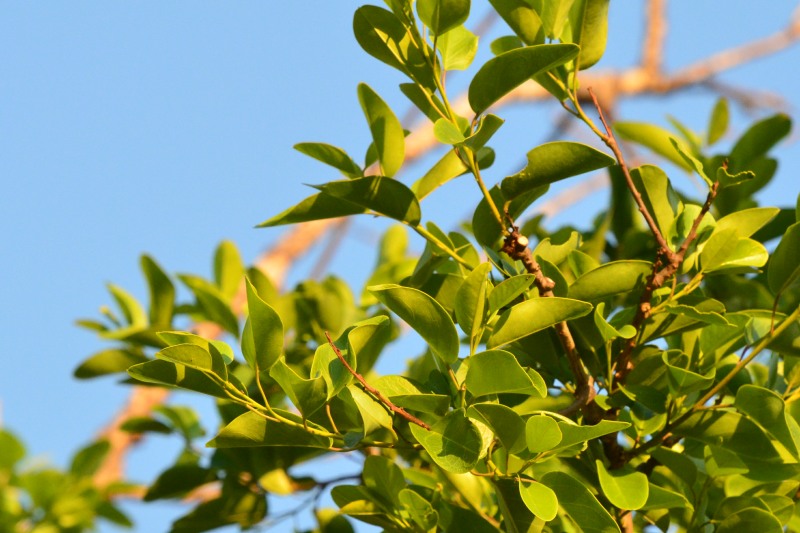 Leaves of the Bead-bean tree