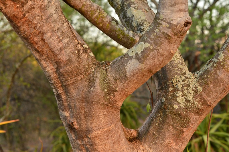 Multiple branches from the trunk