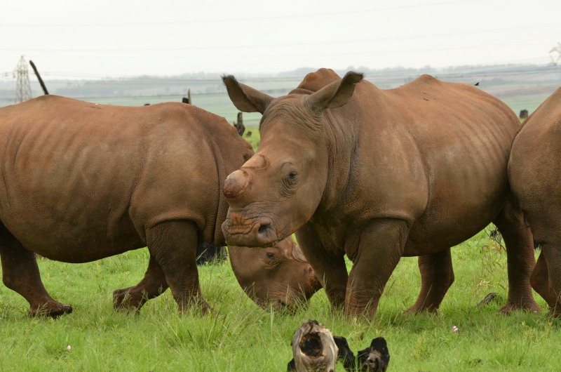 Rietvlei Nature Reserve, Irene