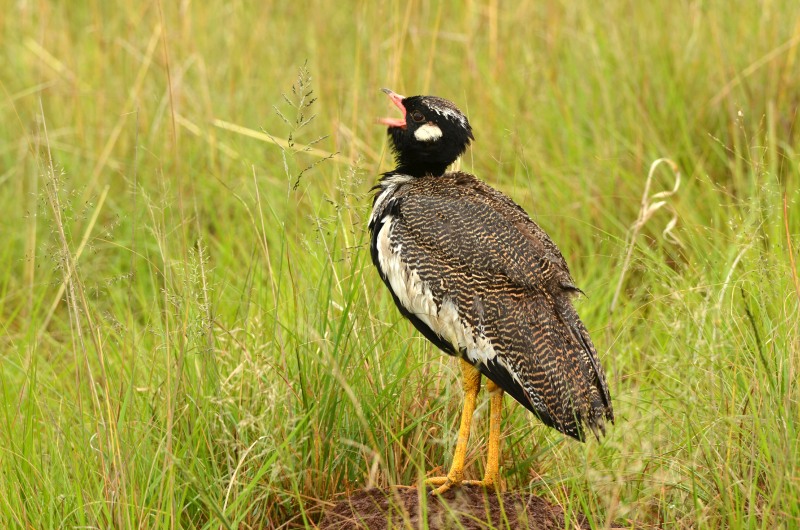 Southern Black Korhaan