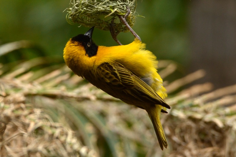 Lesser Masked Weaver