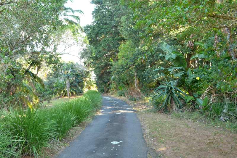 Coastal forest at Skyline Nature Reserve