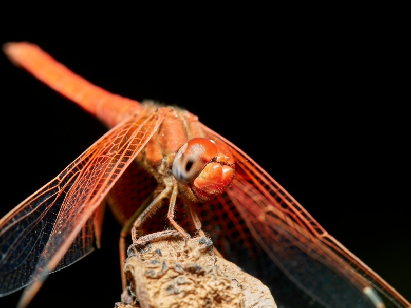 A beautiful Orange-winged Dropwing