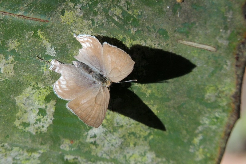 Purple-brown Hairstreak