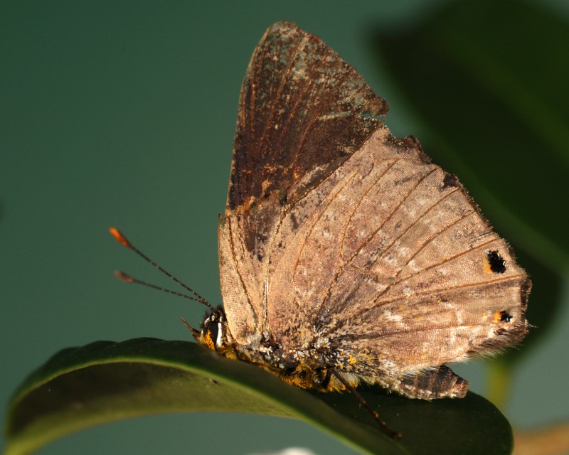 Large Hairtail