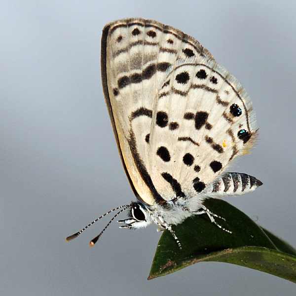 Black-bordered Babul Blue