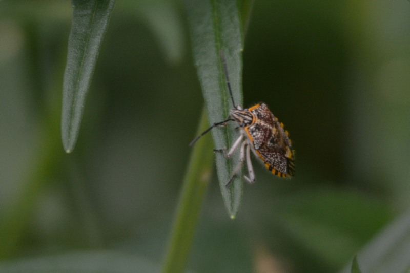 Sunflower Seed Bug