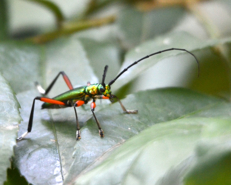 Large Green Longhorn