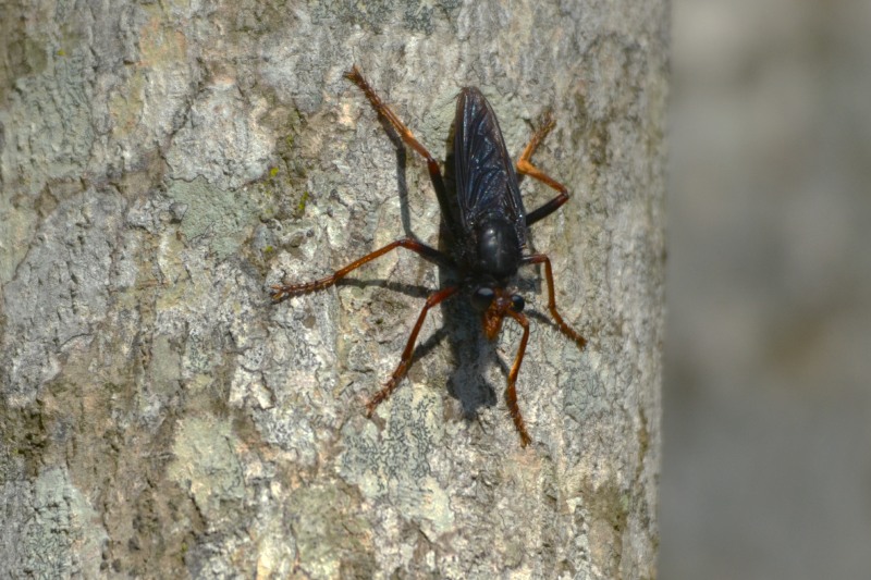 Spider-wasp Robber Fly