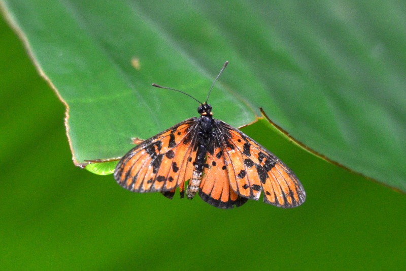 Blood-red Acraea