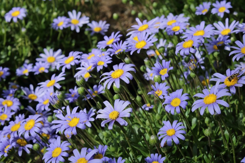 Blue Marguerite