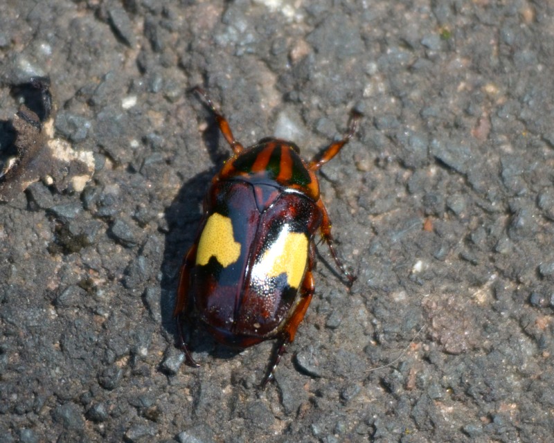 Yellow-heart Fruit Chafer