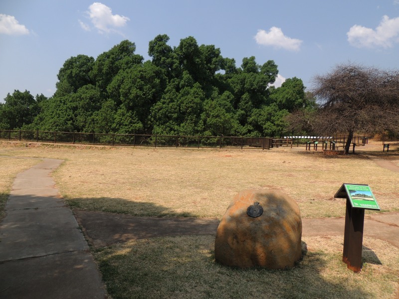 The big fig tree